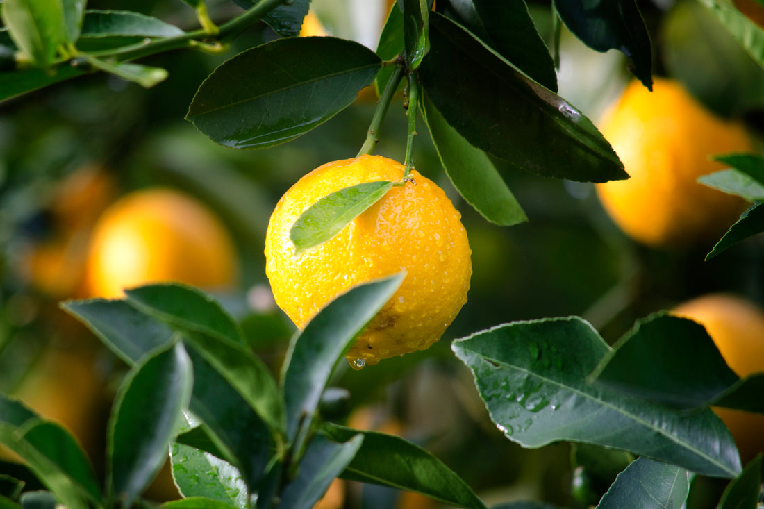 Lemon Water 101