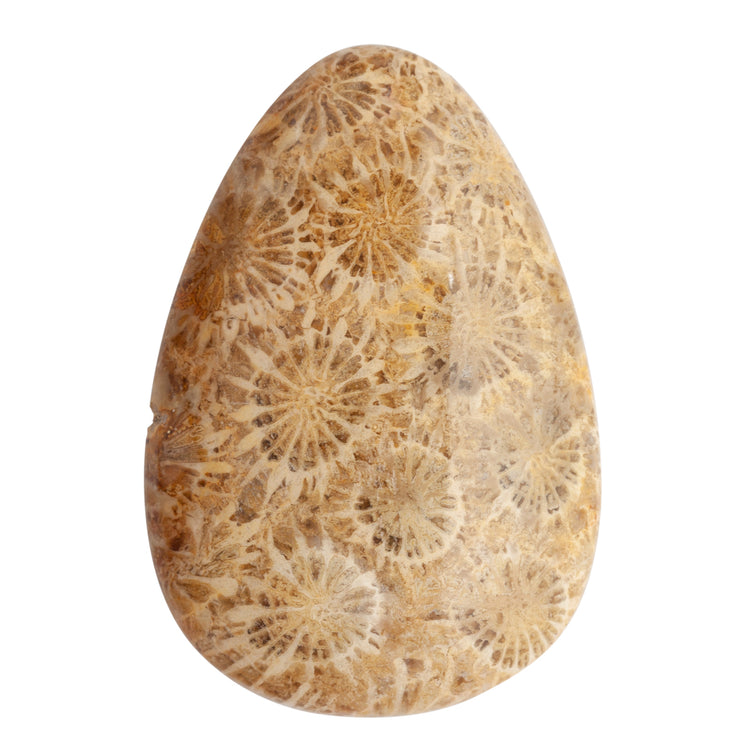Fossil Coral Agate